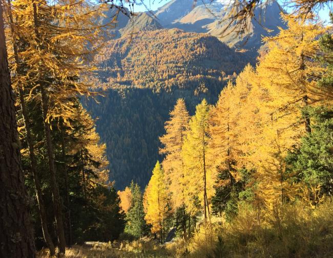 Paesaggio autunnale con alberi dorati e montagne sullo sfondo.